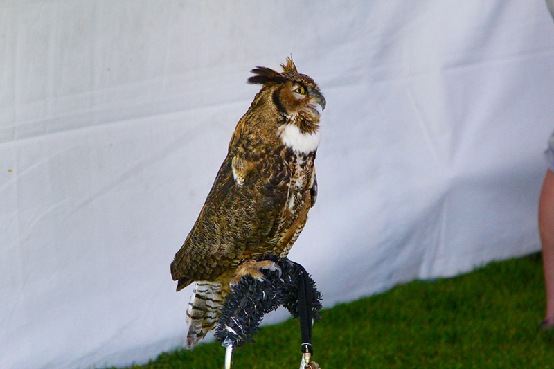 Kite and Flight Festival 2016 - Owl
