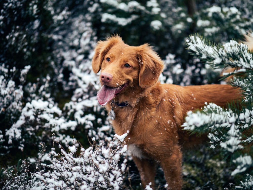 Winter Safety Tips for Dogs