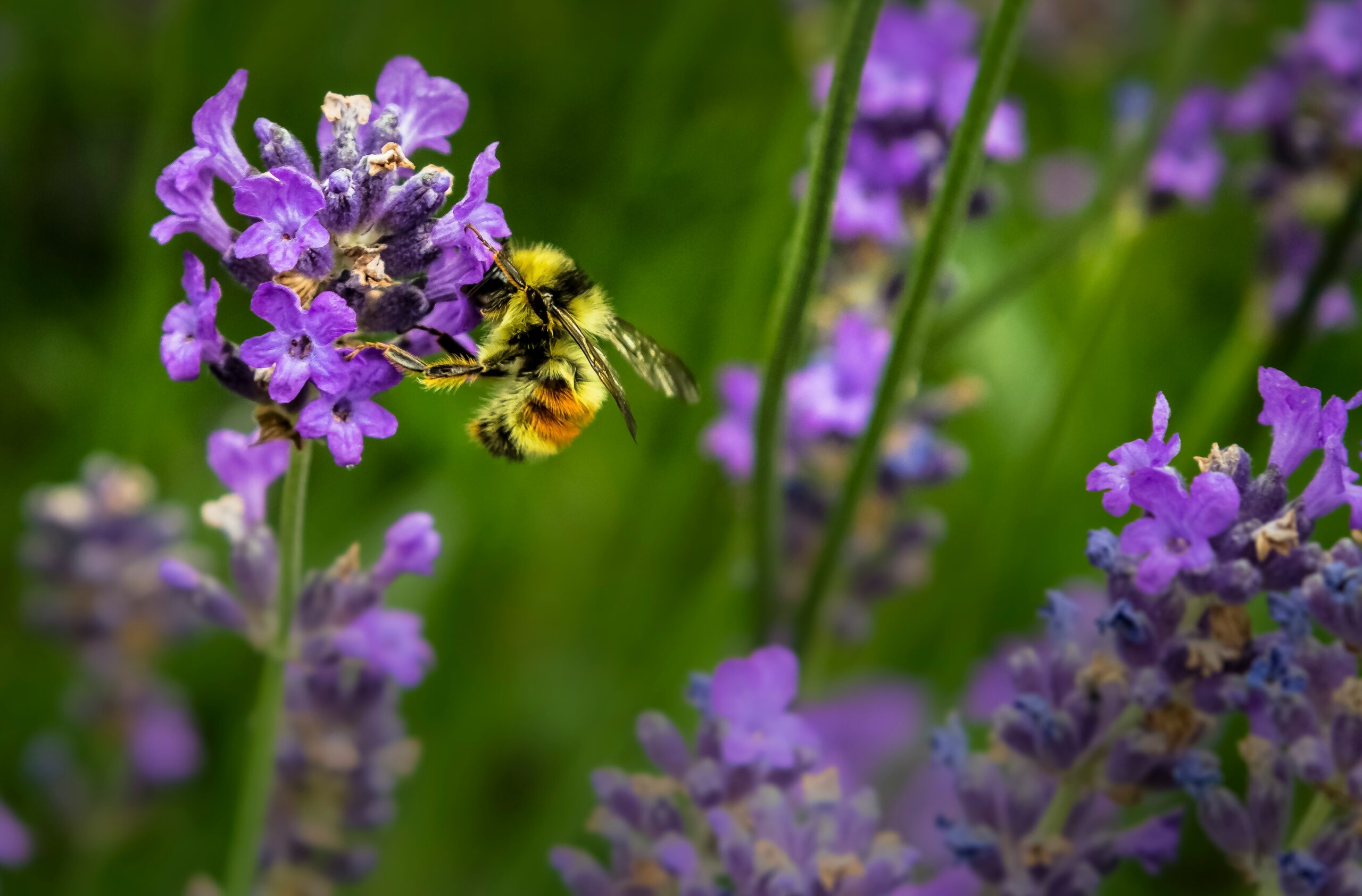 Bringing Nature Home: Planting Butterfly and Bee-Friendly Native Plants