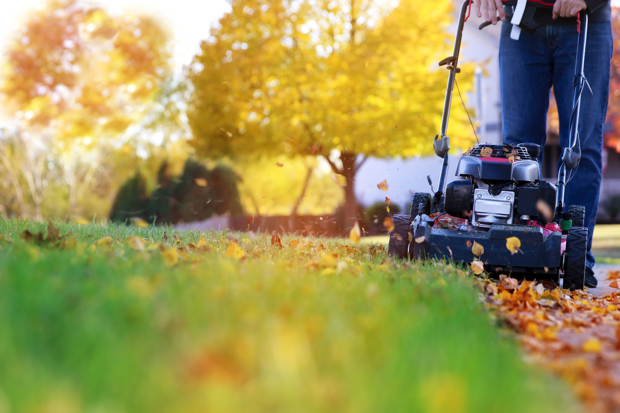 Mowing the grass with a lawn mower in sunny summer. Gardener cuts the lawn in the garden