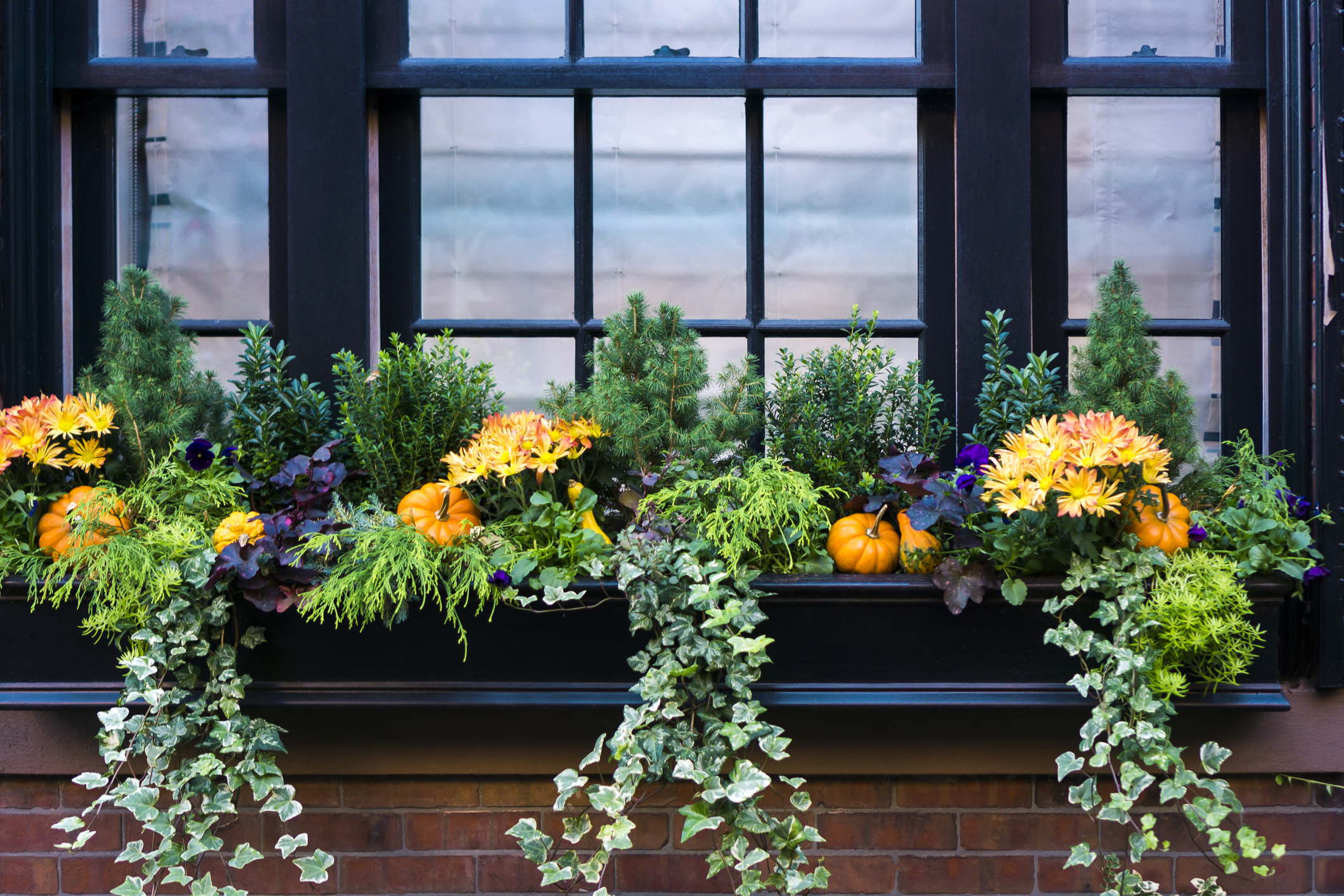 Big window planter boxes with various plants and miniature pumpkins set against a window.