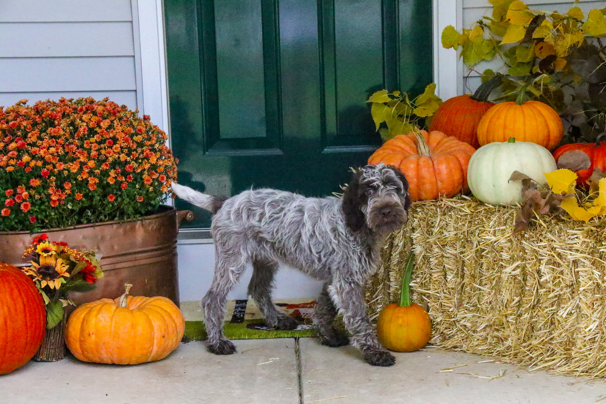 A dog poses in front of a green front entry door. The porch is decorated with mums, a hay bale, and pumpkins of various sizes.