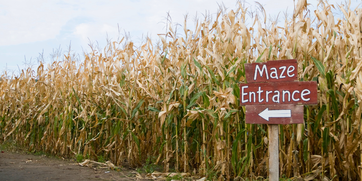 Corn maze with a "maze entrance" sign showing.