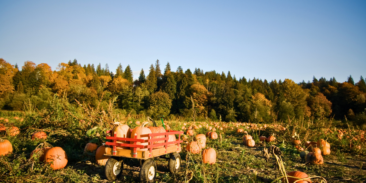 Wagon full of pumpkins at a pumpkin patch.