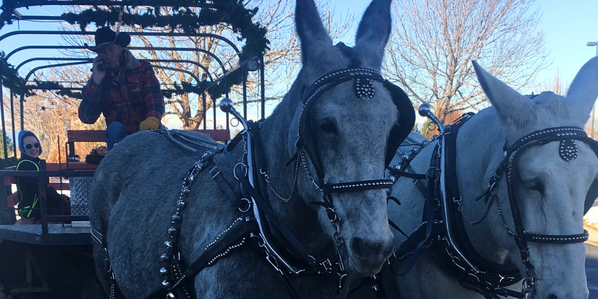Holiday carriage ride with horses. 