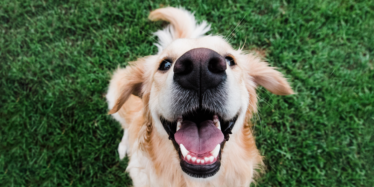 0326 Reunion A Wagworthy Lifestyle Images