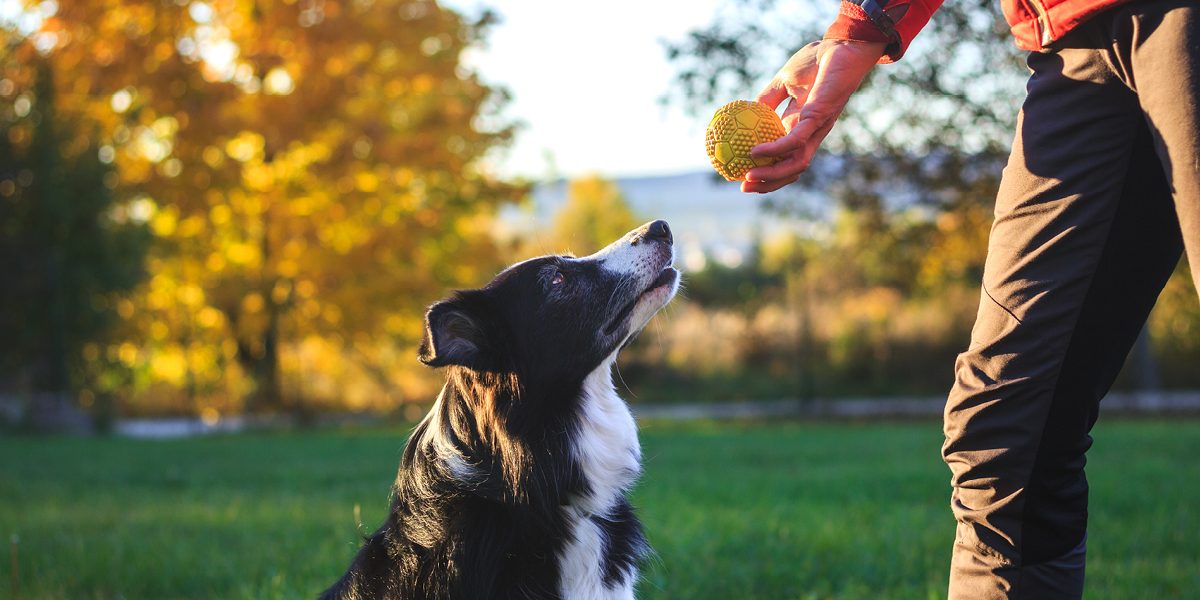 A Wagworthy Lifestyle: Living the Good Life in Reunion